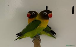 Lovebirds birds for sale: Beautiful pair of lovebirds  - Image 1