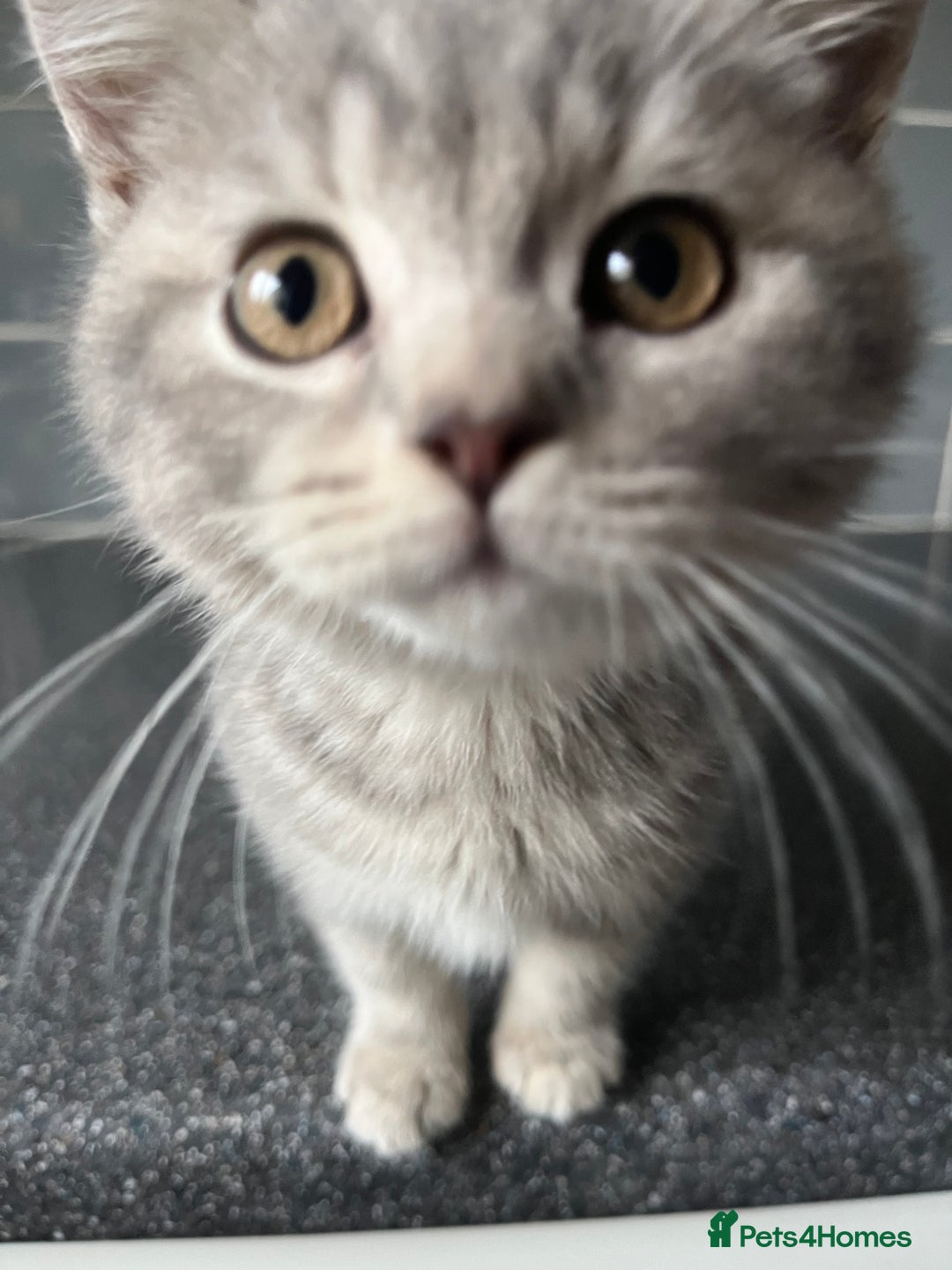 British Shorthair cats for sale: One male and one female remain - Advert 11