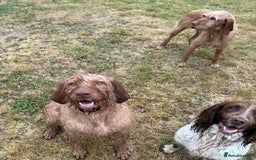 Hungarian Vizsla dogs for sale: KC Reg Hungarian Wirehaired Vizsla Female For Sale - Image 5