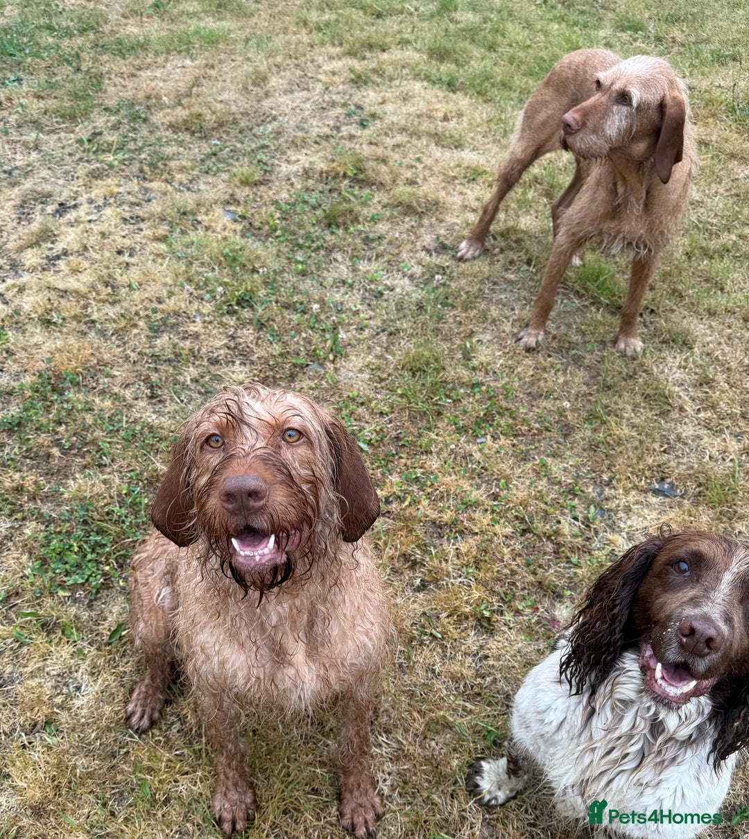 Hungarian Vizsla dogs for sale: KC Reg Hungarian Wirehaired Vizsla Female For Sale - Image 5
