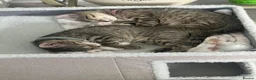 Mixed Breed cats for sale: Two kittens 🐱 ready to go in Preston - Advert 4