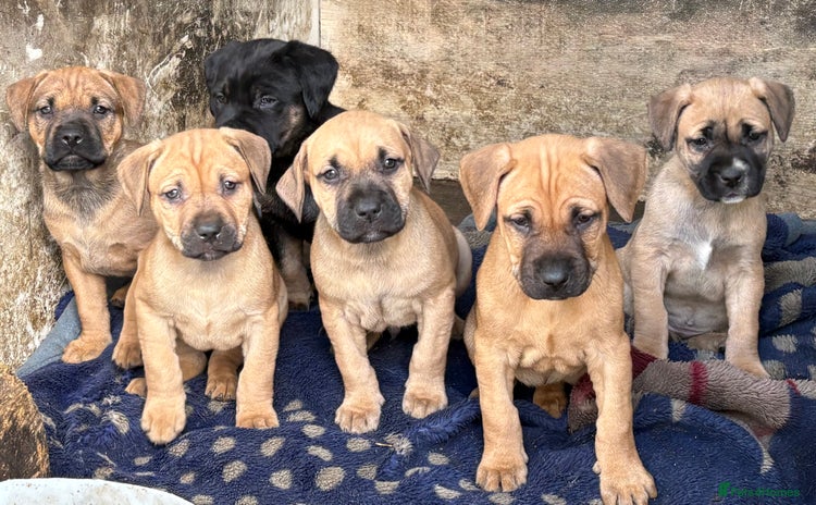 Rottweiler dogs - Advert 1