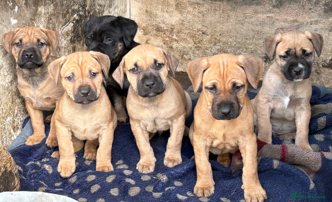Rottweiler dogs for sale: Rottweiler × Black Mouth Cur  - Image 1