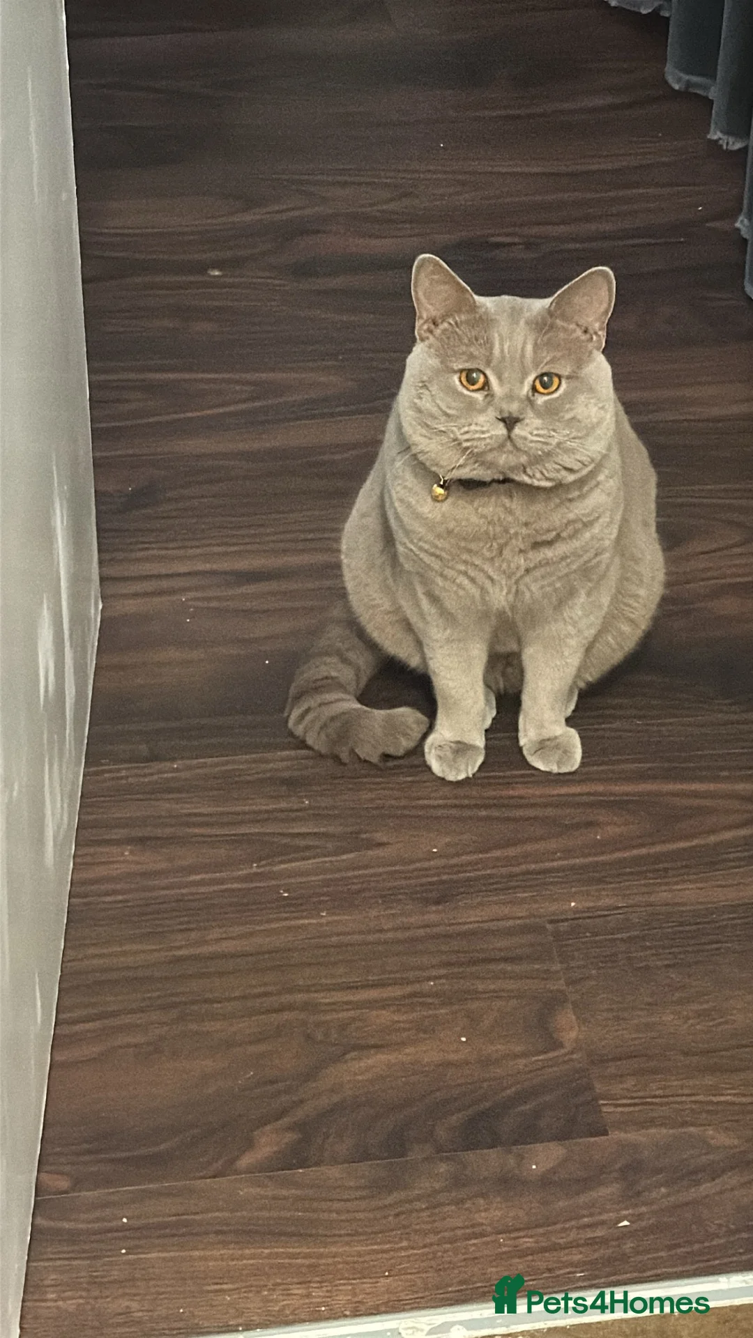 British Shorthair cats for sale: Rehome for BSH male in Tipton - Advert 2