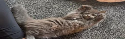 Maine Coon cats for sale: Maine coon kittens TICA REGISTERED  - Advert 3
