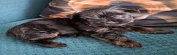 Yorkshire Terrier dogs for sale: Little Yorkshire Terrier Puppies! 2 Boys & 1 Girl. - Advert 7