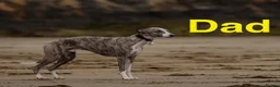 Whippet dogs for sale: Unique whippet brindle puppies in Derby - Advert 15