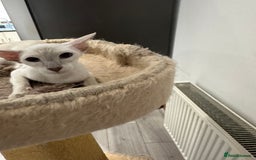 Siamese cats for sale: Lovely Siamese Lilac Point - Active Register - Image 1