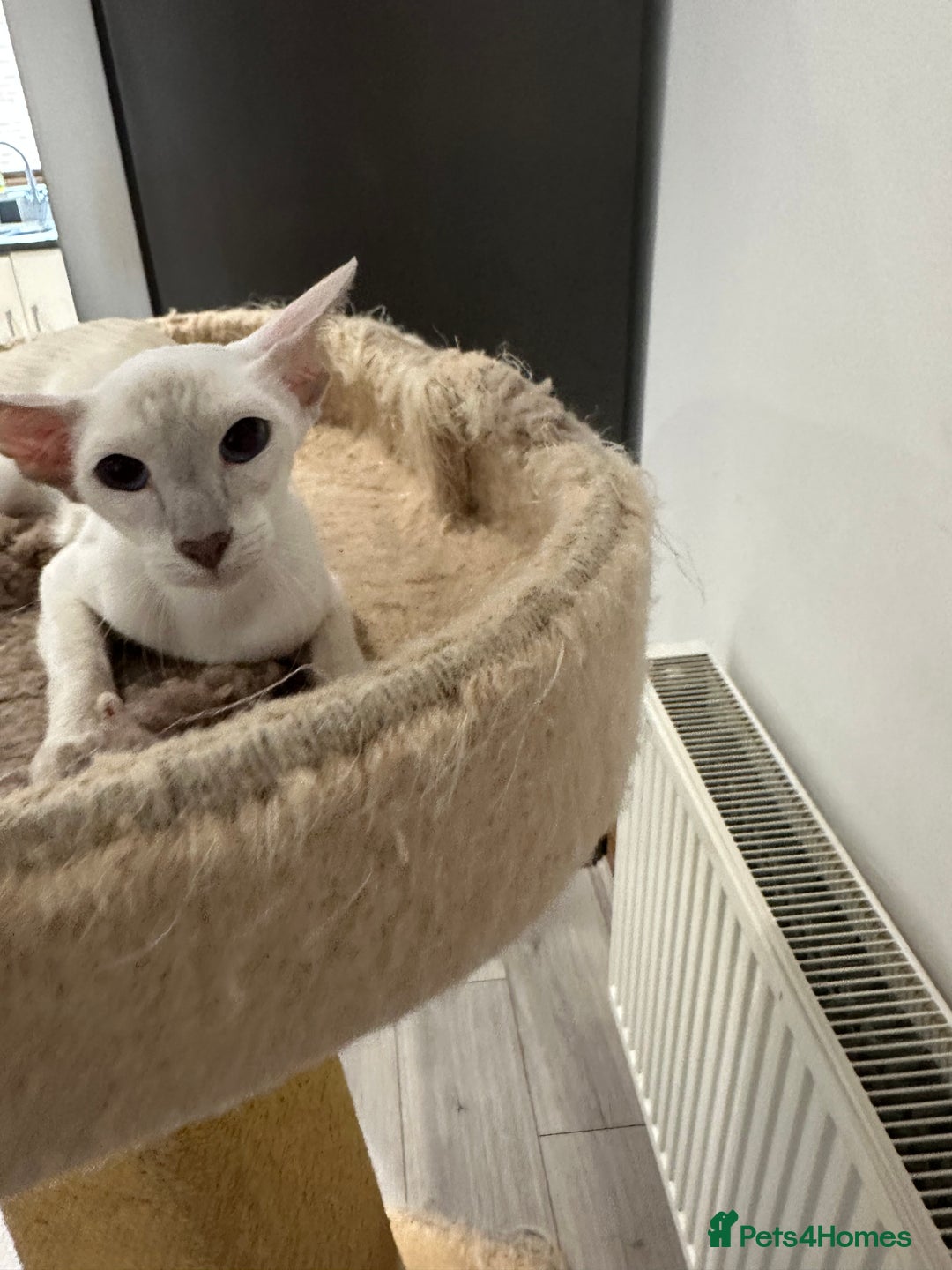 Siamese cats for sale: Lovely Siamese Lilac Point - Active Register - Image 1