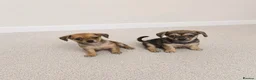 Mixed Breed dogs for sale: Dameranian puppies - Advert 5