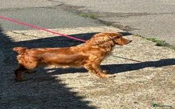 Cocker Spaniel dogs for sale: WORKING COCKER SPANIELS - Image 13