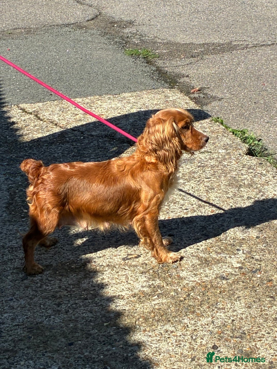 Cocker Spaniel dogs for sale: WORKING COCKER SPANIELS - Image 13