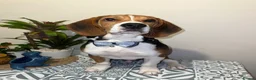 Beagle dogs for stud: Pablo The Beagle STUD in Bolton - Advert 13