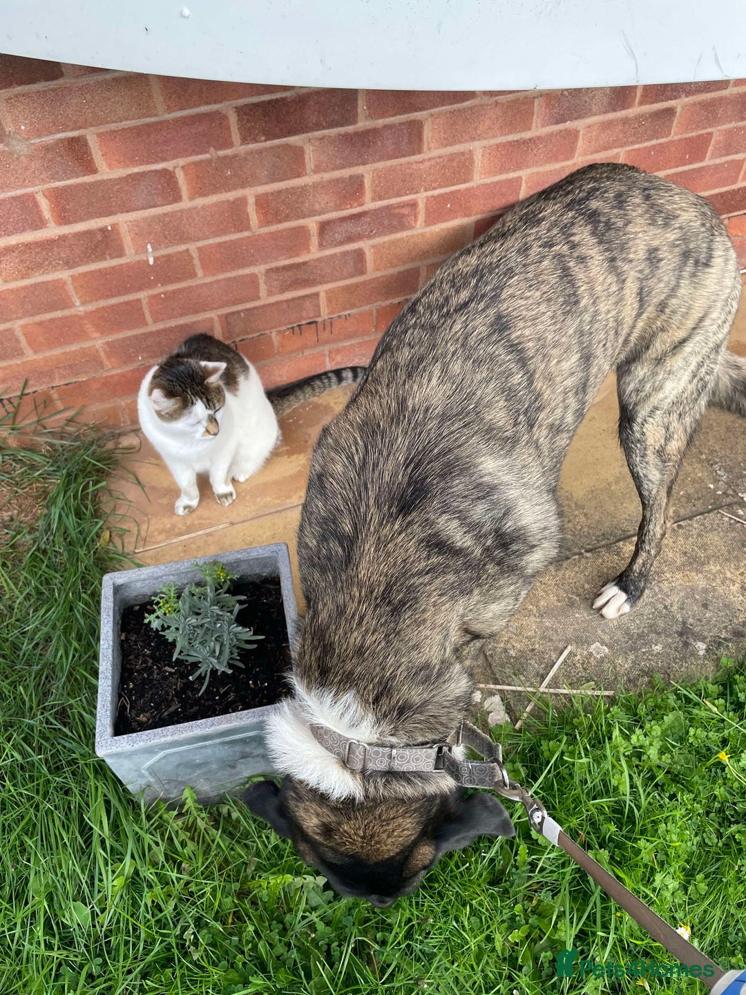 Mixed Breed dogs for adoption: HANK - 3 Years Old, Large Mixed Breed Boy - Advert 17