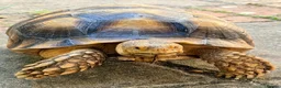 Tortoise reptiles for sale: Sulcata tortoise for sale in Bournemouth - Advert 3