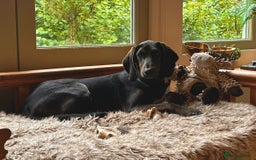 Mixed Breed dogs for adoption: Chief hound X special boy  - Image 3