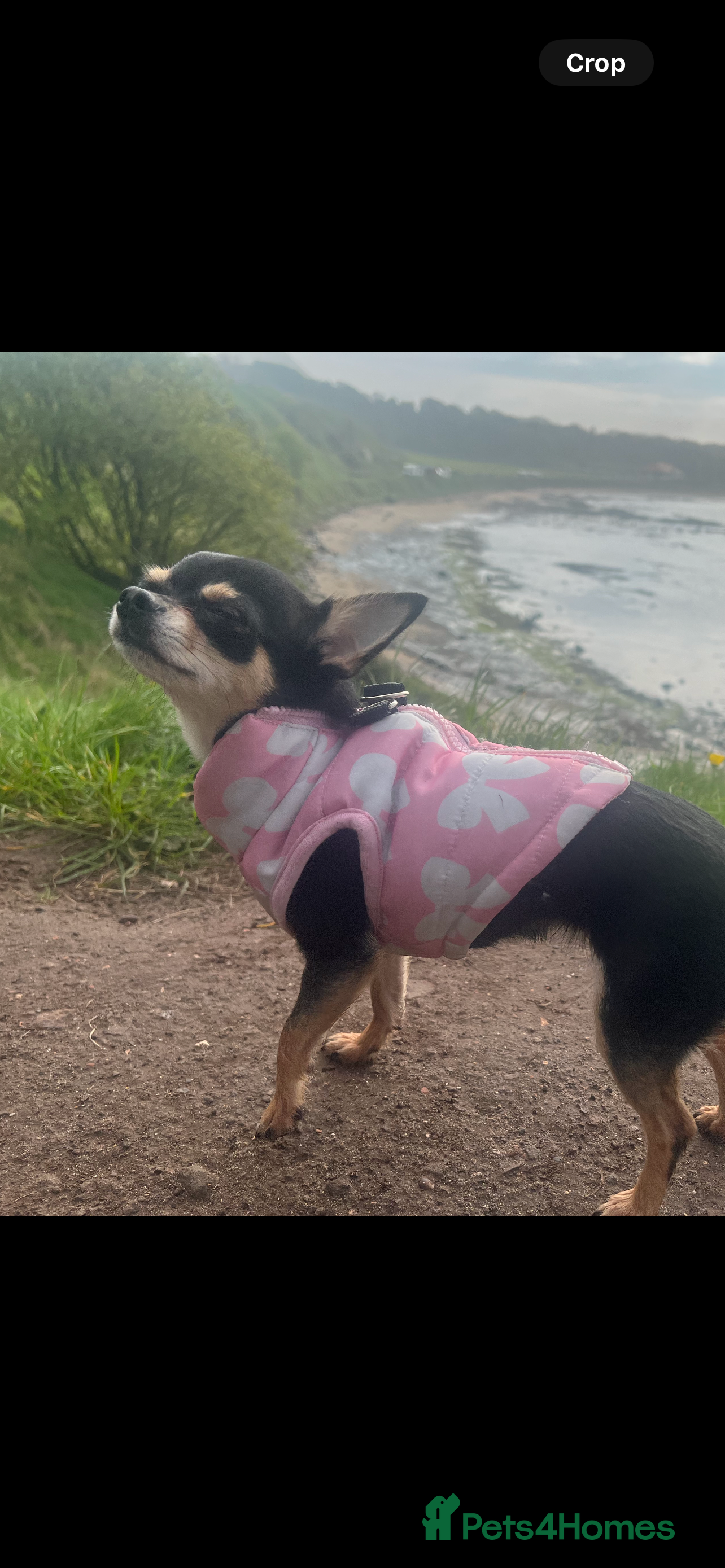 Chihuahua dogs Tri Colour Chihuahua Girl Seeking a Loving Home. - Advert 4