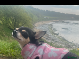 Chihuahua dogs Tri Colour Chihuahua Girl Seeking a Loving Home. - Advert 14