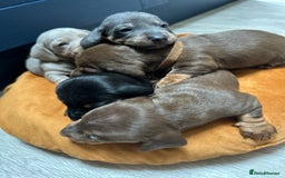 Dachshund dogs for sale: 5 stunning Dachshund puppies - Image 34