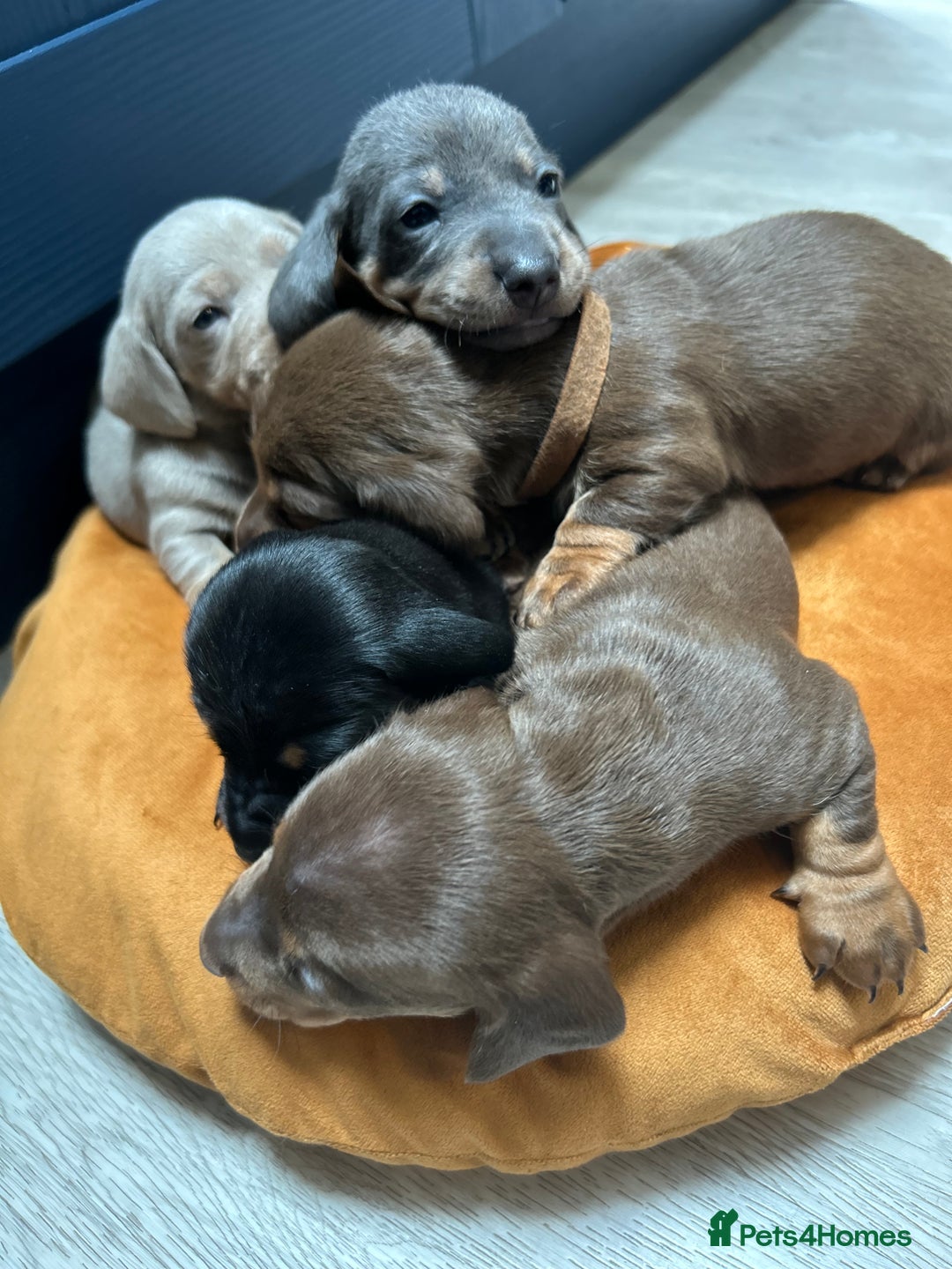 Dachshund dogs for sale: 5 stunning Dachshund puppies - Image 34