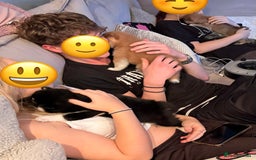 Japanese Shiba Inu dogs for sale: Health Tested Japanese Shiba Inu Puppies  - Image 13