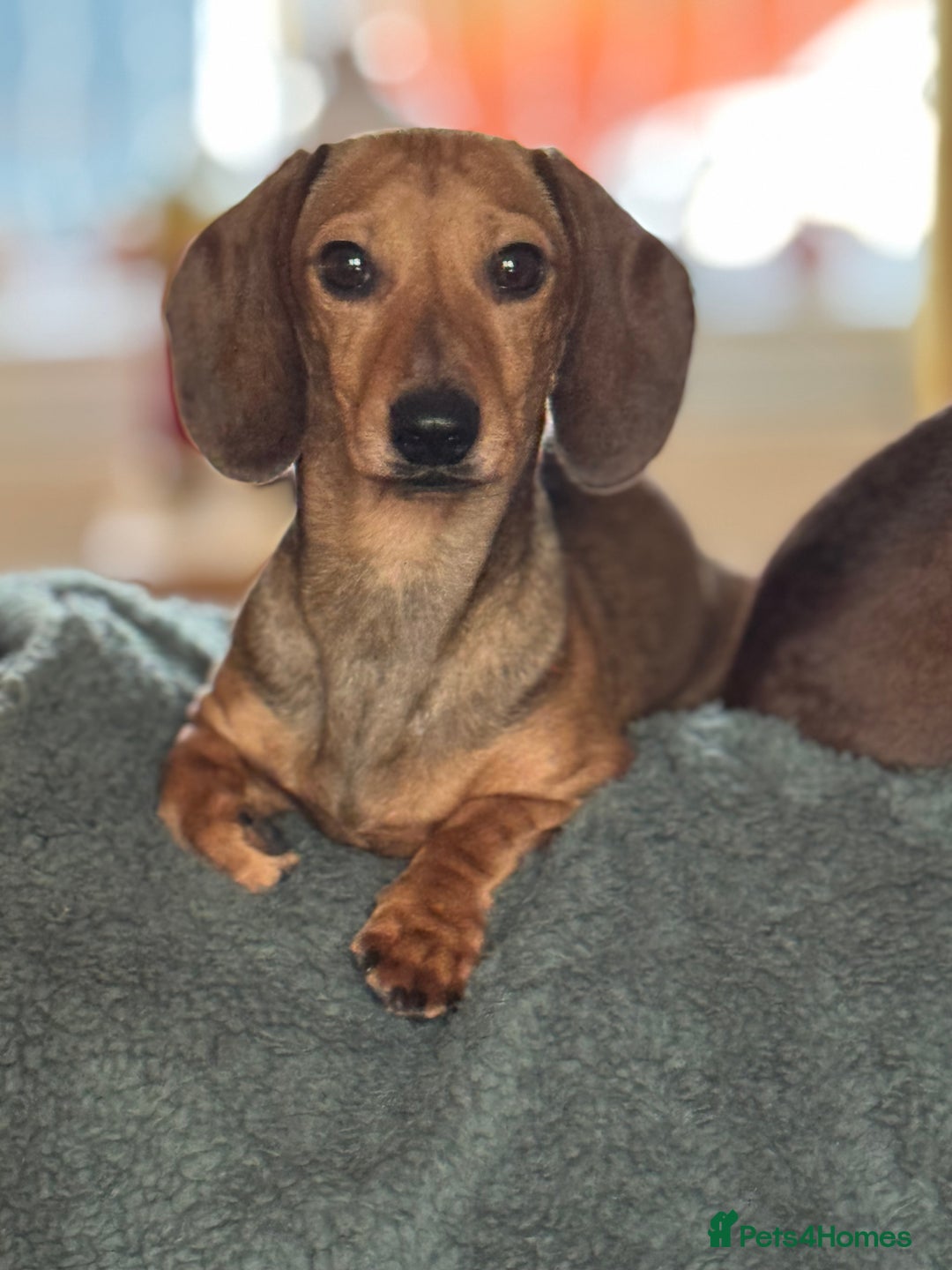 Miniature Dachshund dogs for sale: Miniature Dachshund  - Advert 1