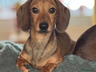 Miniature Dachshund dogs Miniature Dachshund - Advert 2