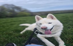 Siberian Husky dogs for sale: Ghost, loving 6yr male husky  - Image 5