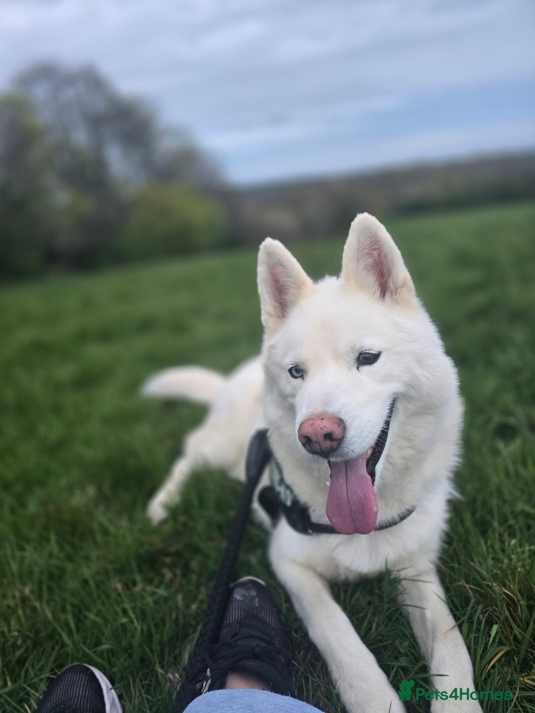 Siberian Husky dogs for sale: Ghost, loving 6yr male husky  - Image 5