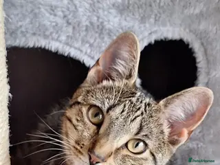 Bengal cats Bengal X - Advert 2