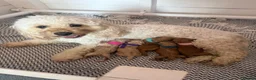Cavapoo dogs for sale: Beautiful F1bb Cavapoo Puppies x 5 - Advert 7