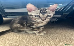Bengal cats for sale: 🐾 TICA REGISTERED, READY TO LEAVE  😍😍 - Image 5