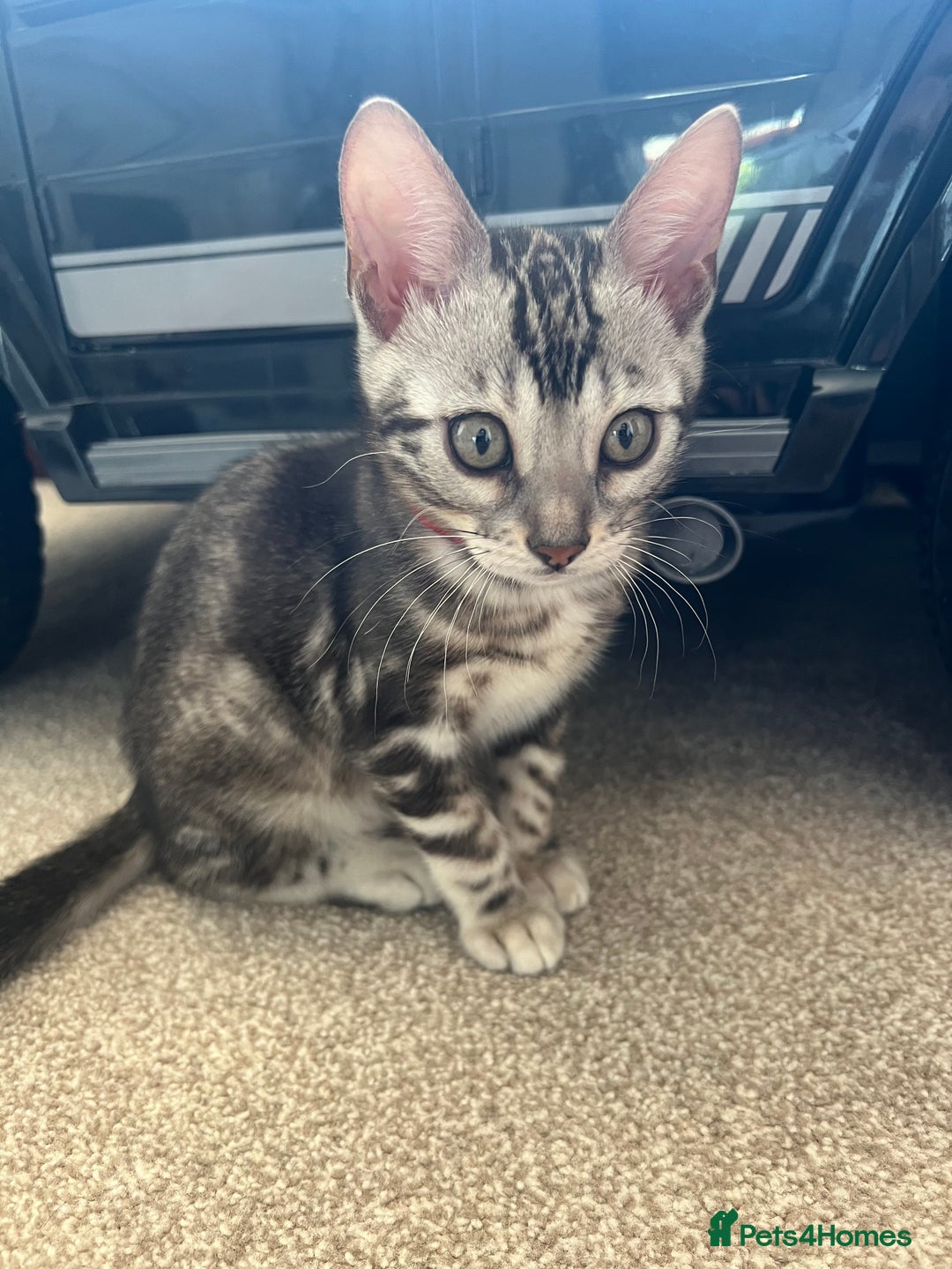 Bengal cats for sale: 🐾 TICA REGISTERED, READY TO LEAVE  😍😍 - Image 5