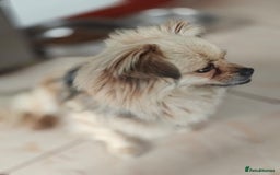 Pekingese dogs for adoption: 💖🐶 ROSA 🐶💖 - Image 4