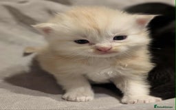 Maine Coon cats for sale: Maine Coon crossed Ragdoll kittens - Image 5