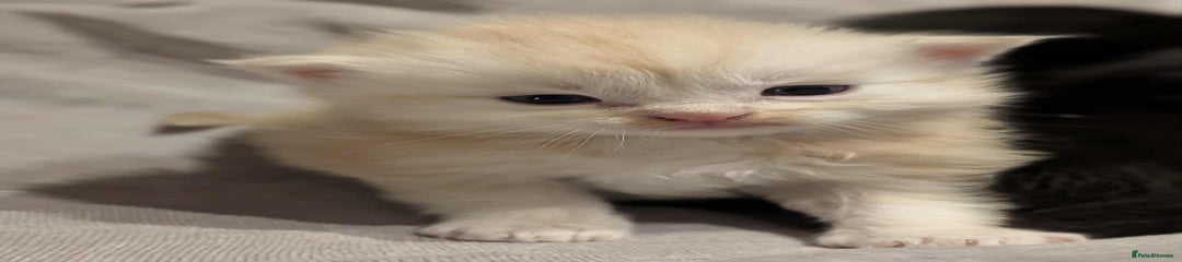 Maine Coon Kitten 4