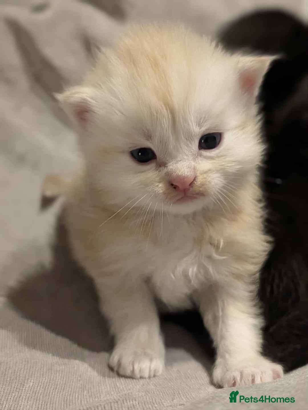 Maine Coon cats for sale: Maine Coon crossed Ragdoll kittens - Image 5