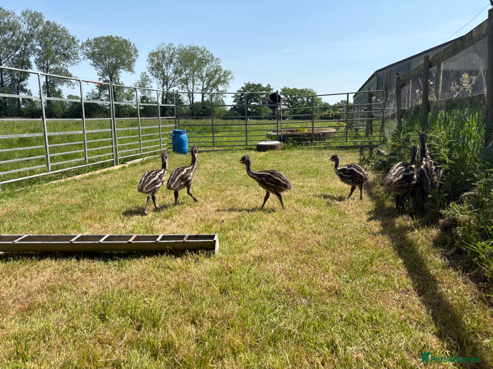 Emus poultry Emu Chicks - Advert 6