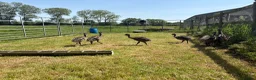Emus poultry for sale: Emu Chicks - Advert 1