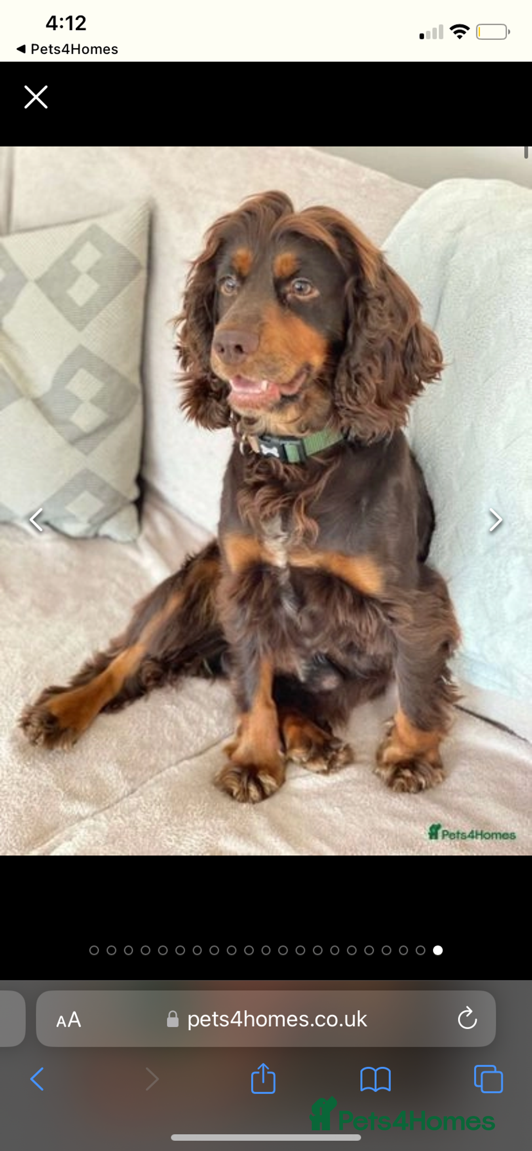 Cocker Spaniel dogs for sale: Beautifully coloured cocker spaniel puppys forsale - Advert 3