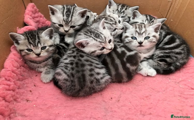 British Shorthair cats - Advert 7