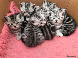 British Shorthair cats Beautiful silver tabby british shorthair kittens - Advert 10