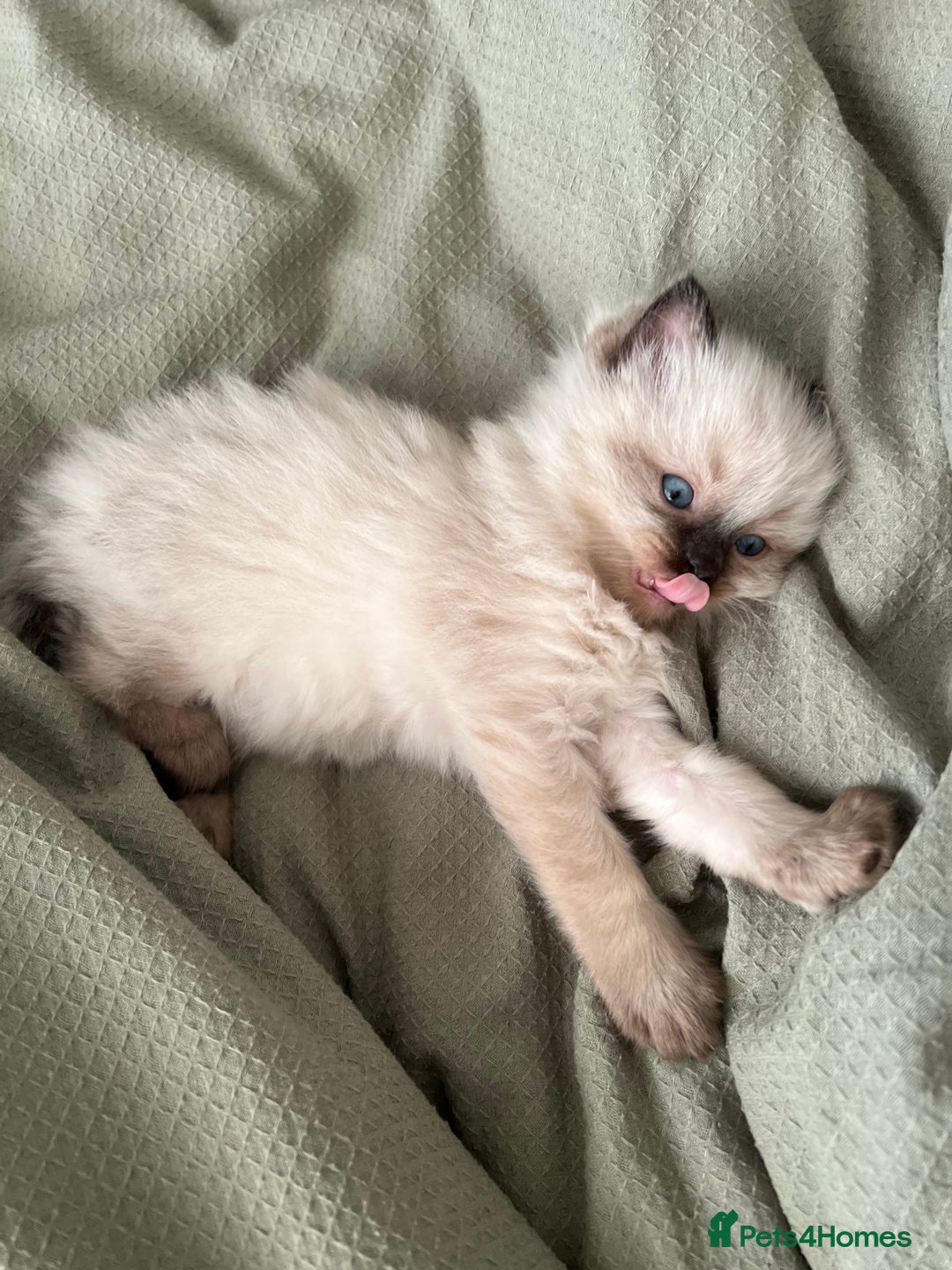 Ragdoll cats for sale: Fluffy Ragdoll Sisters - Advert 3