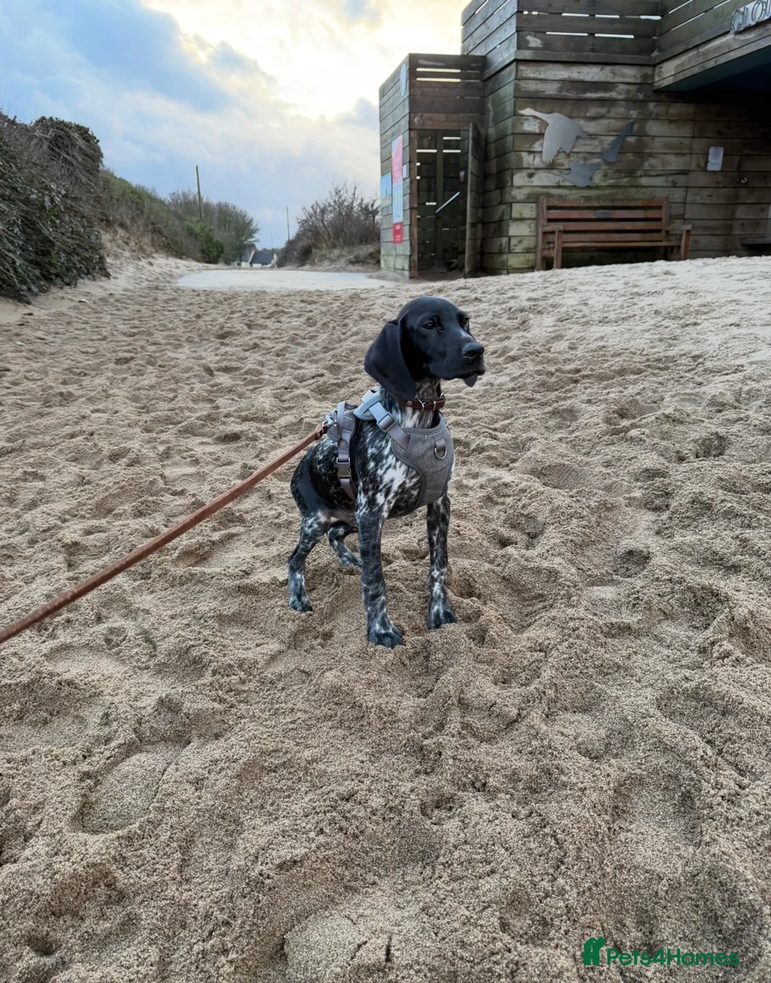 German Shorthaired Pointer dogs for sale: German Shorthaired Pointer – 10 Months Old in Derby - Advert 2