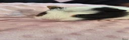 Guinea Pig rodents for sale: Beautiful female guinea pigs - Advert 2
