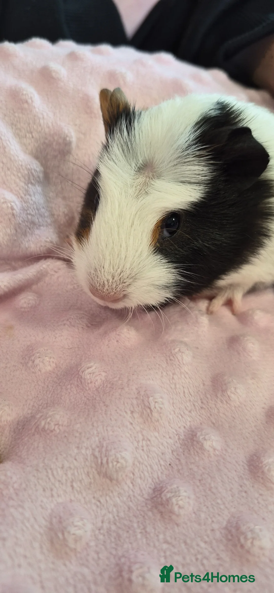Guinea Pig rodents for sale: Beautiful female guinea pigs - Advert 2