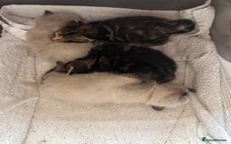 Domestic Shorthair cats for sale: 4 beautiful mix kittens (tabby and colour point) - Image 11