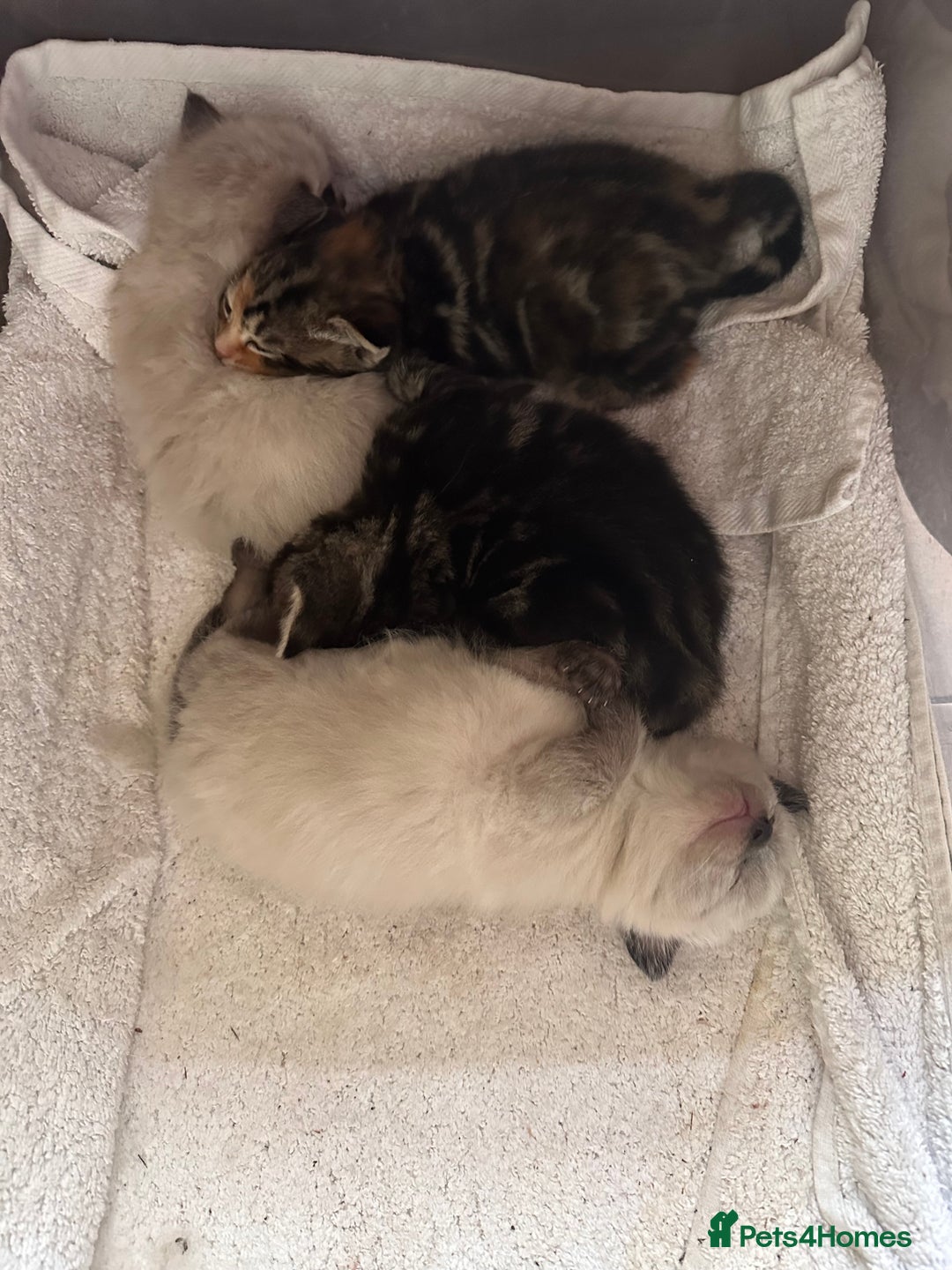 Domestic Shorthair cats for sale: 4 beautiful mix kittens (tabby and colour point) - Image 11