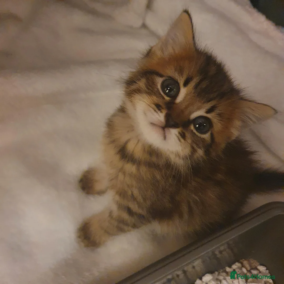 Mixed Breed cats for sale: Adorable Tabby Girl and Black & white Boy  - Advert 2
