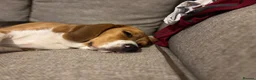 Beagle dogs for sale: Lovely Beagle for sale - Advert 4